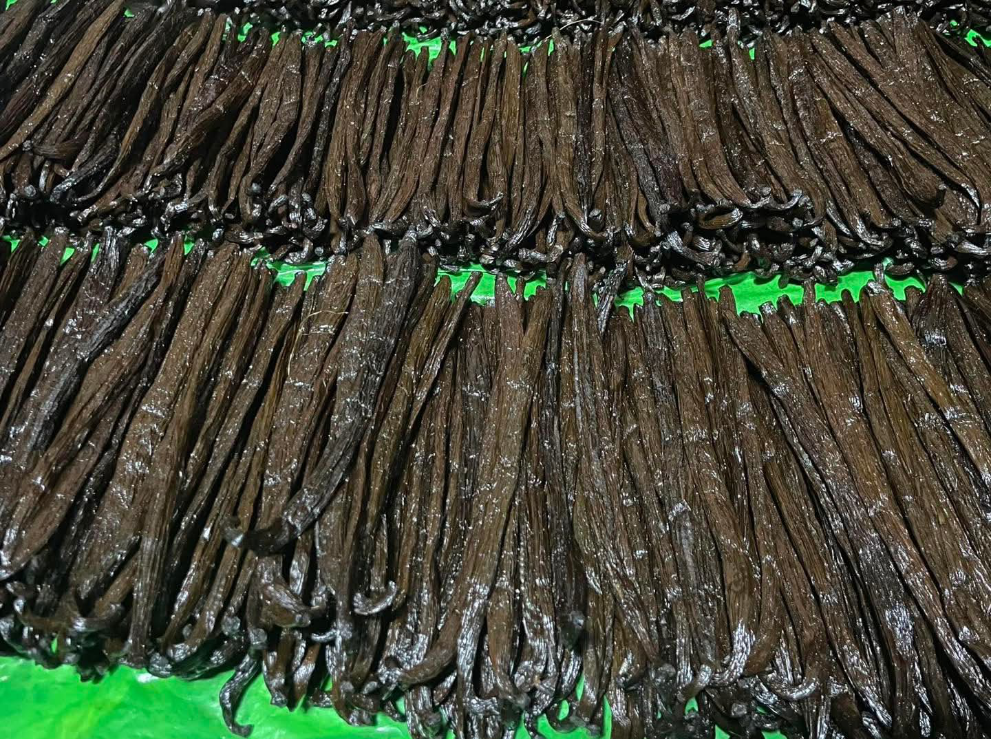 Rangées de gousses de vanille séchage traditionnel